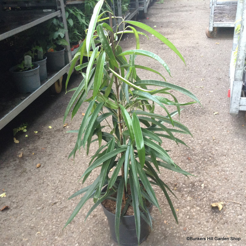 Ficus alii (Long-leaved Fig) - Houseplant