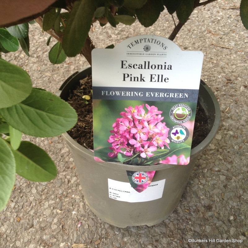 Escallonia 'Pink Elle' 3L