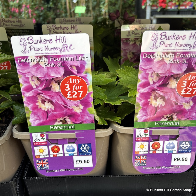 Delphinium Fountain Lilac Pink 3ltr