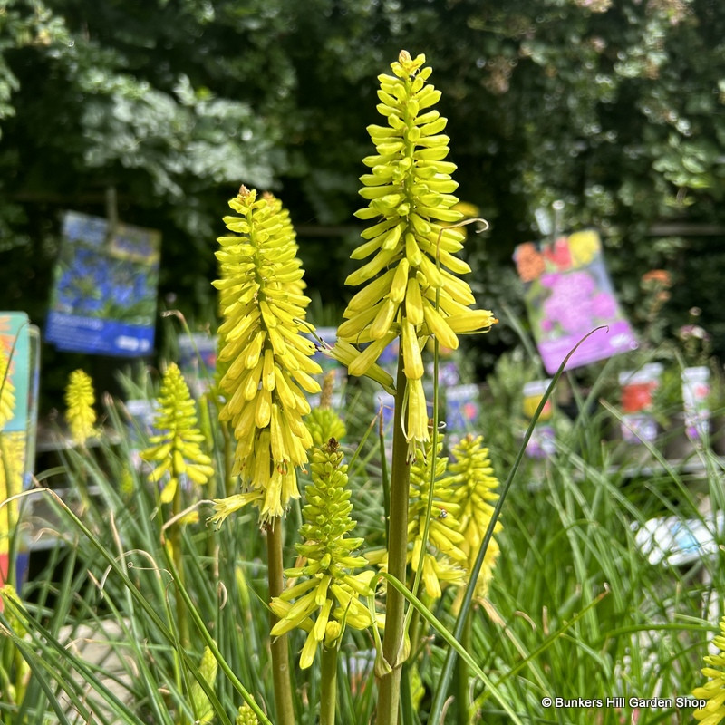 Kniphofia 'Lemon Popsicle'  3ltr