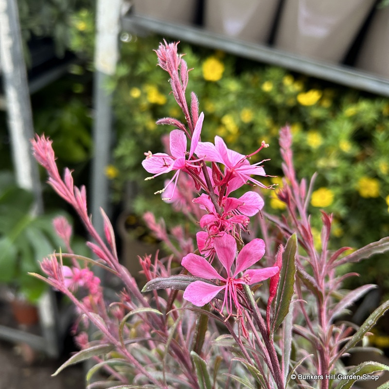 Gaura 'Compact Pink'