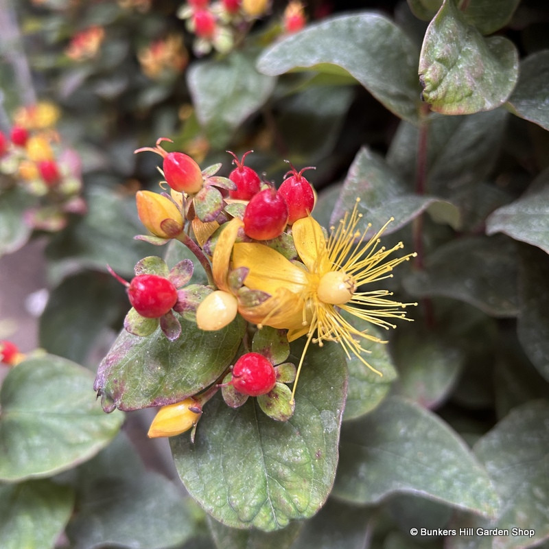 Hypericum 'Magical Impression'