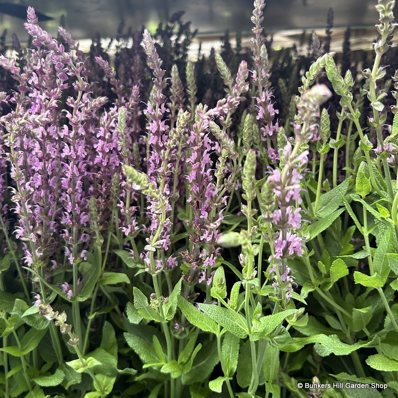 Salvia nemerosa pink - SPECIAL OFFER