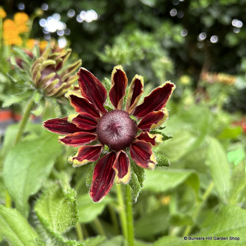 Rudbeckia (mixed varieties) 3L