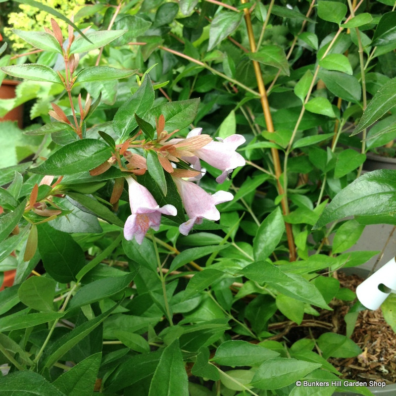 Abelia 'Edward Goucher' 3L