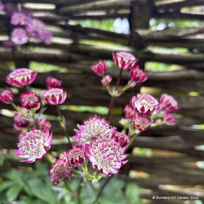 Astrantia 'Star of Love'-3L Astrantia 'Star of Love'-3L