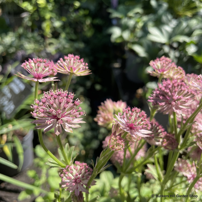 Astrantia major 'Roma'-3L