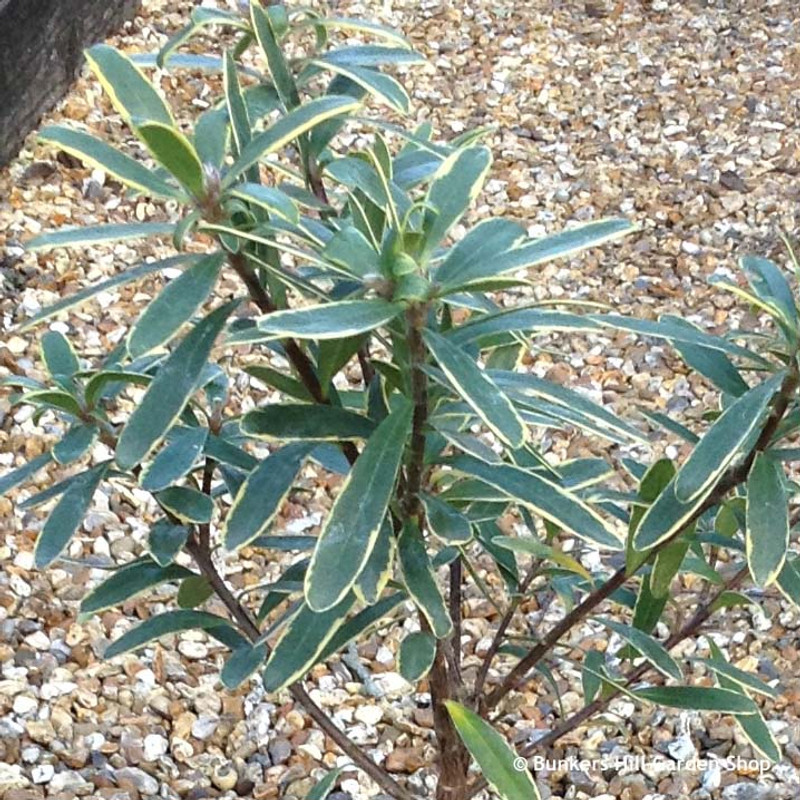 Daphne transatlantica 'Summer Ice' 3L