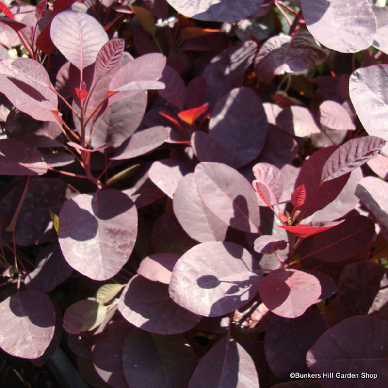Cotinus 'Royal Purple' (Smoke bush) - 3L