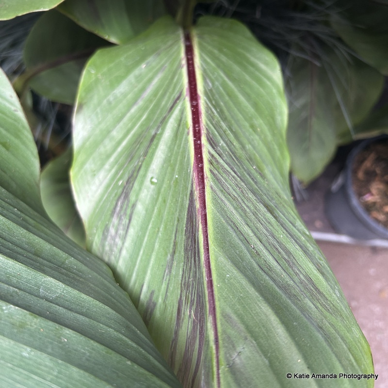 Musa sikkimensis 'Bengal Tiger'