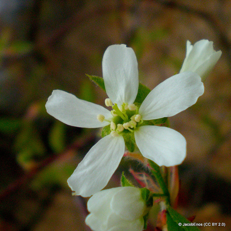 Amelanchier canadensis