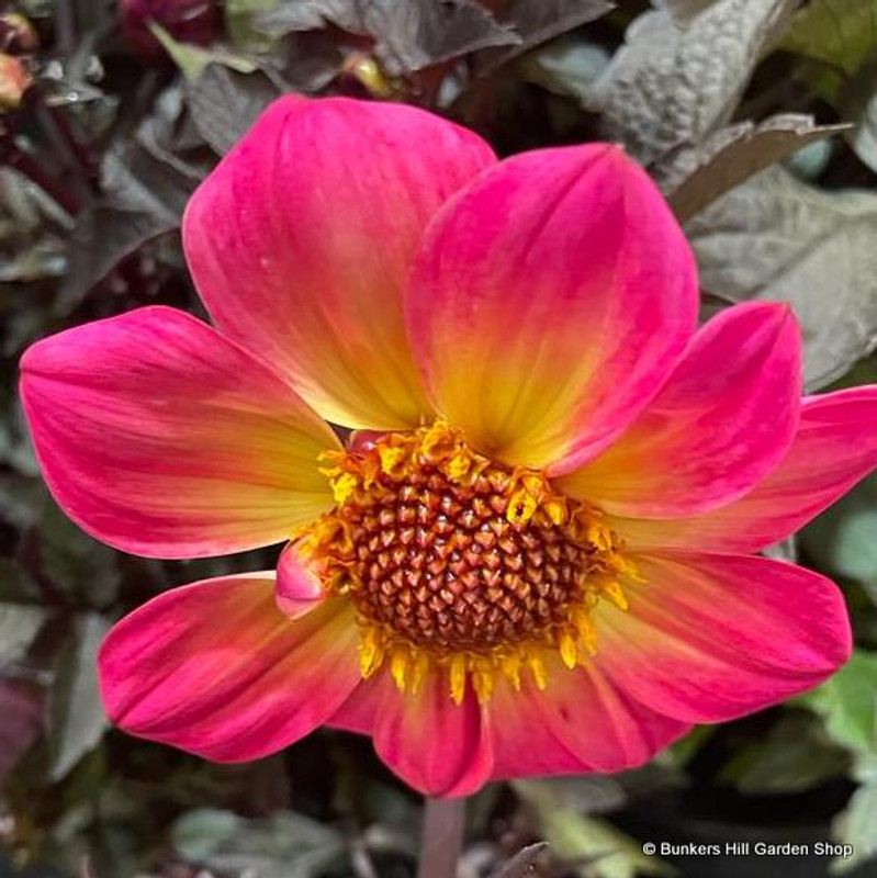 Dahlia 'Happy Days'