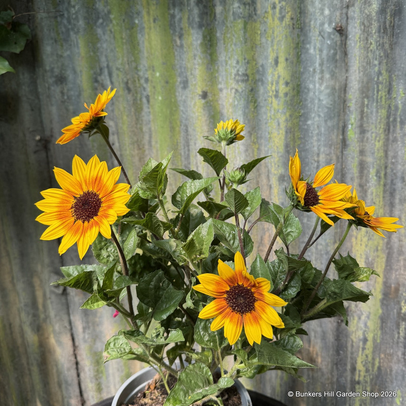 Helianthus 'Sunbelievable' 3 litre
