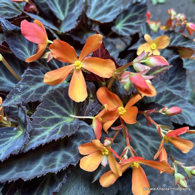 Begonia 'Glowing Embers' patio pot