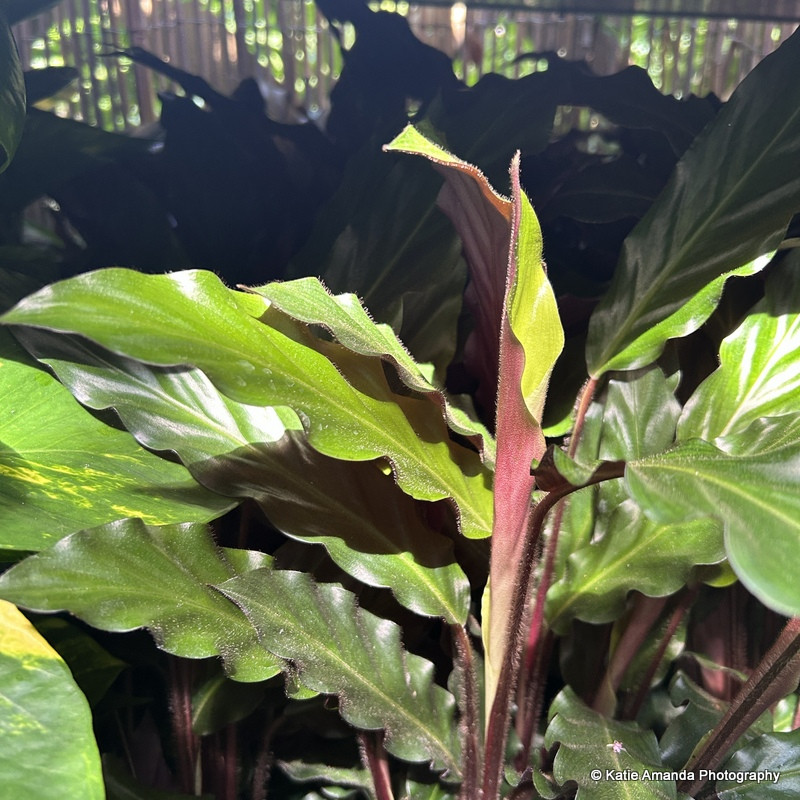 Calathea (peacock plant)