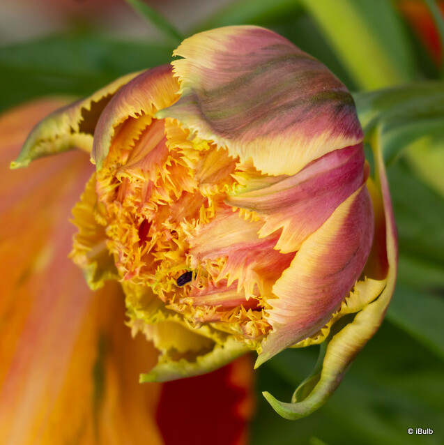Tulip 'Brisbane' (Double Late) - PACK of 10 premium size bulbs