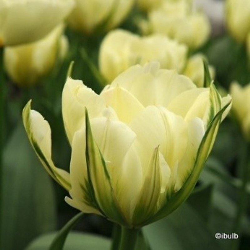 Tulip 'Exotic Emperor' (Fosteriana) - PACK of 10 premium size bulbs