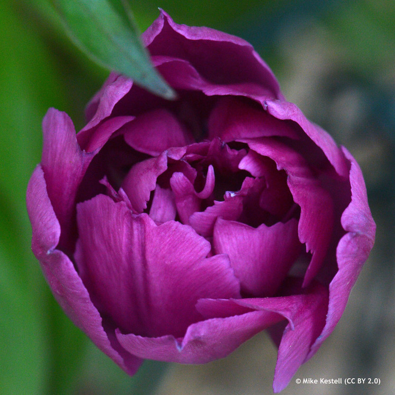 Tulip 'Double Negrita' (Double Early) - PACK of 10 premium size bulbs