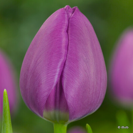 Tulip 'Double Negrita' (Double Early) - PACK of 10 premium size bulbs