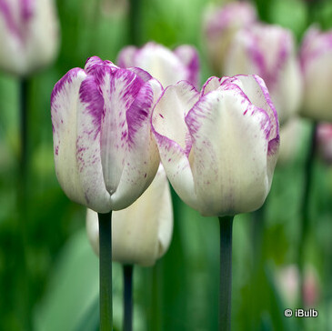 Tulip 'Double Shirley' (Double Late) - PACK of 10 premium size bulbs