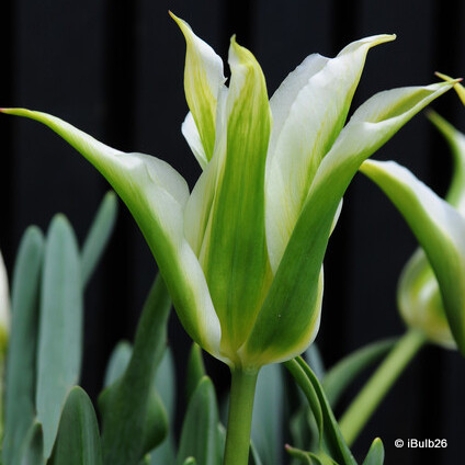 Tulip 'Green Star' (Lily) - PACK of 10 premium size bulbs