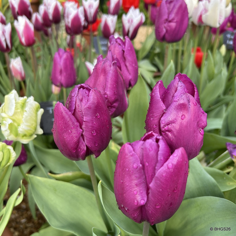 Tulip 'High Five' (Triumph) - PACK of 10 premium size bulbs