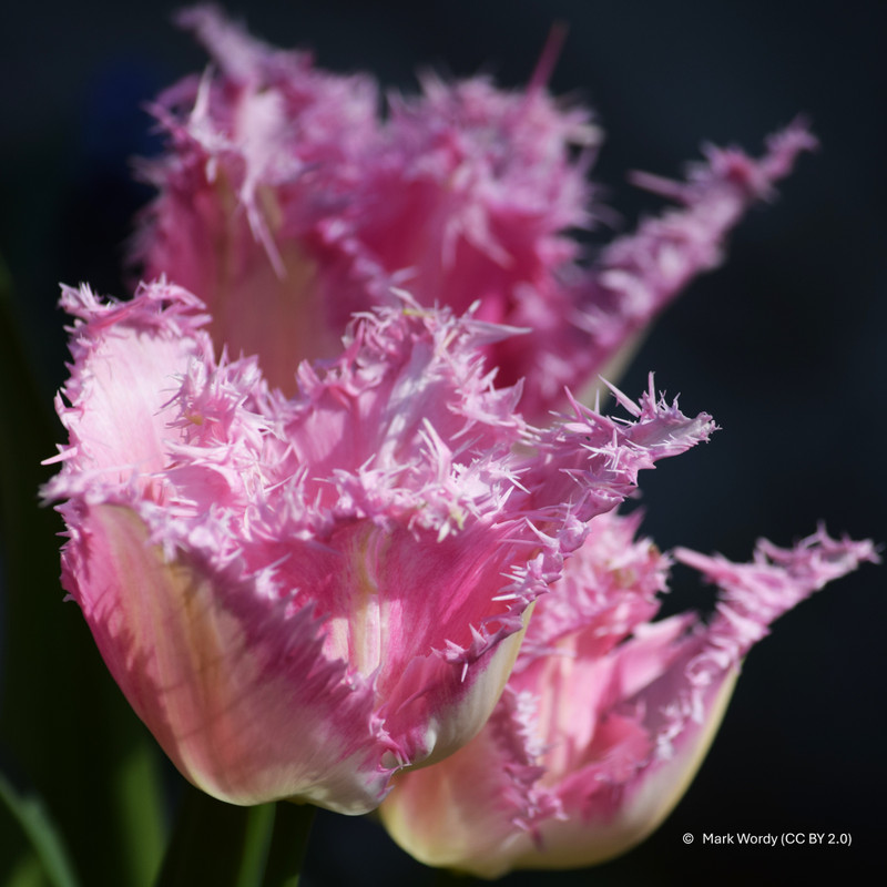 Tulip 'Lilac Frizzle' (Fringed) - PACK of 10 Premium size bulbs