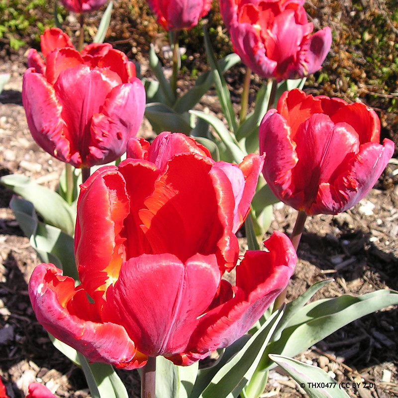 Tulip 'Red Madonna' (Parrot) - PACK of 10 premium size bulbs - Bunkers ...