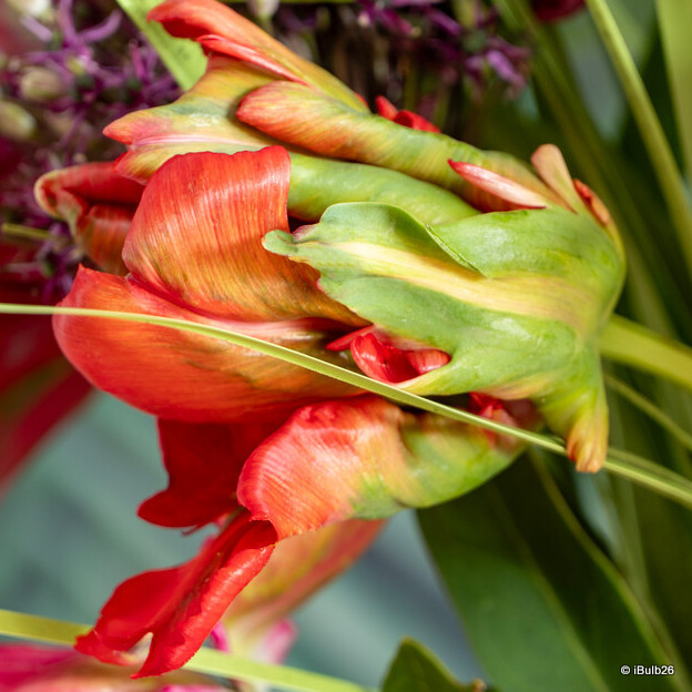 Tulip 'Red Madonna' (Parrot) - PACK of 10 premium size bulbs