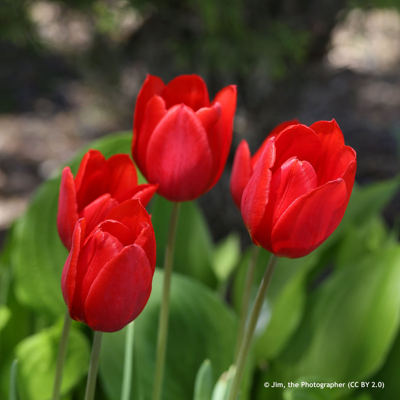 Tulip 'Red Proud' (Single Late) - PACK of 10 premium size bulbs