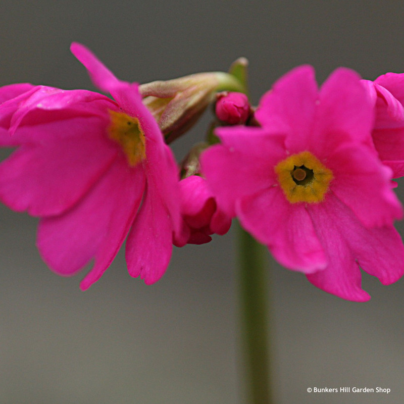 Primula rosea (Himalayan Meadow Primrose) 1ltr