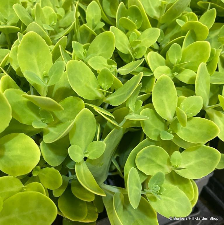 Sedum 'Autumn Joy' 2L