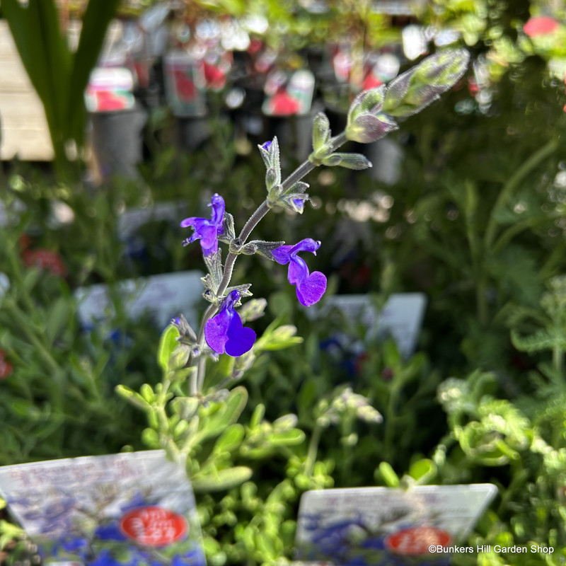 Salvia greggii Blue Note-3L