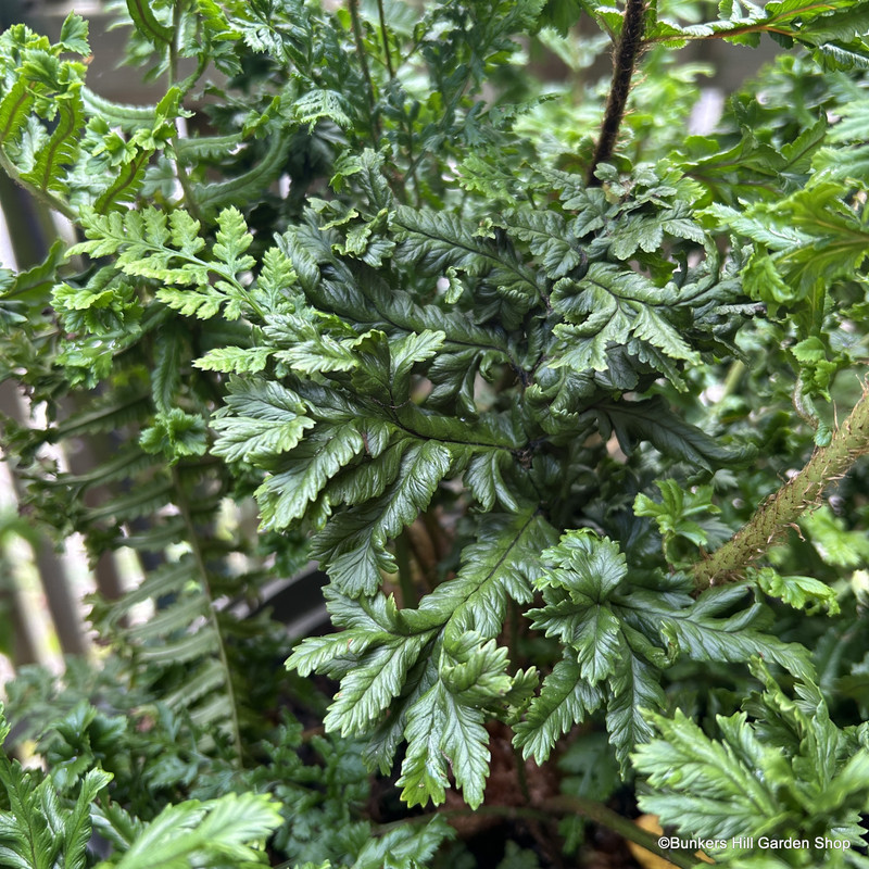 Dryopteris affinis 'Cristata the King' 5L