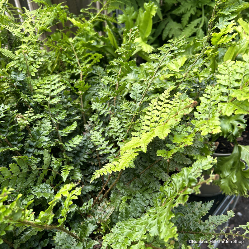 Polystichum yunnamense 5L