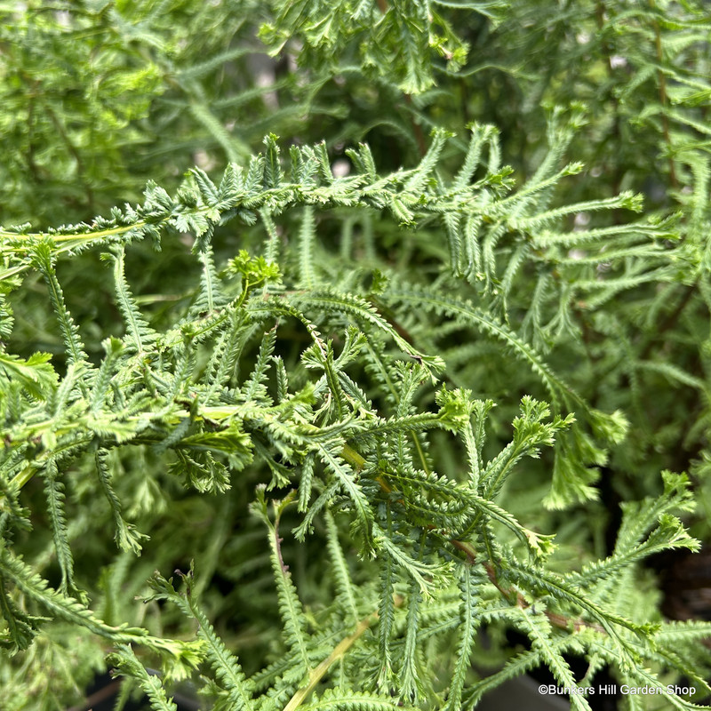 Athyrium felix-femina 'Victoriae' 5L