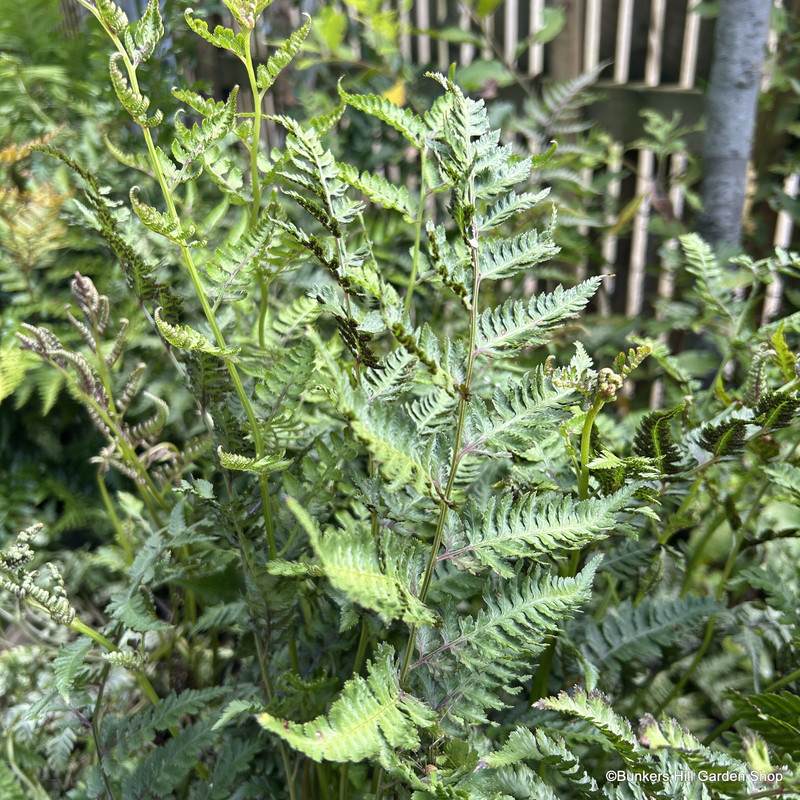 Athyrium niponicum 'Applecourt' 5L