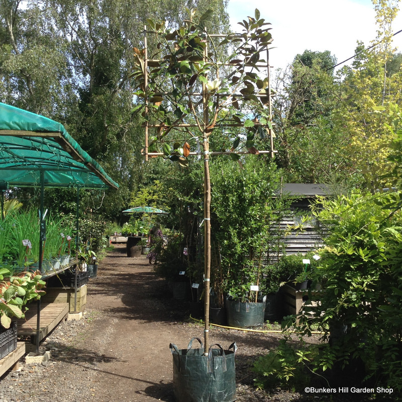 Pleached Magnolia grandiflora (6/8cm) 1.8m stem