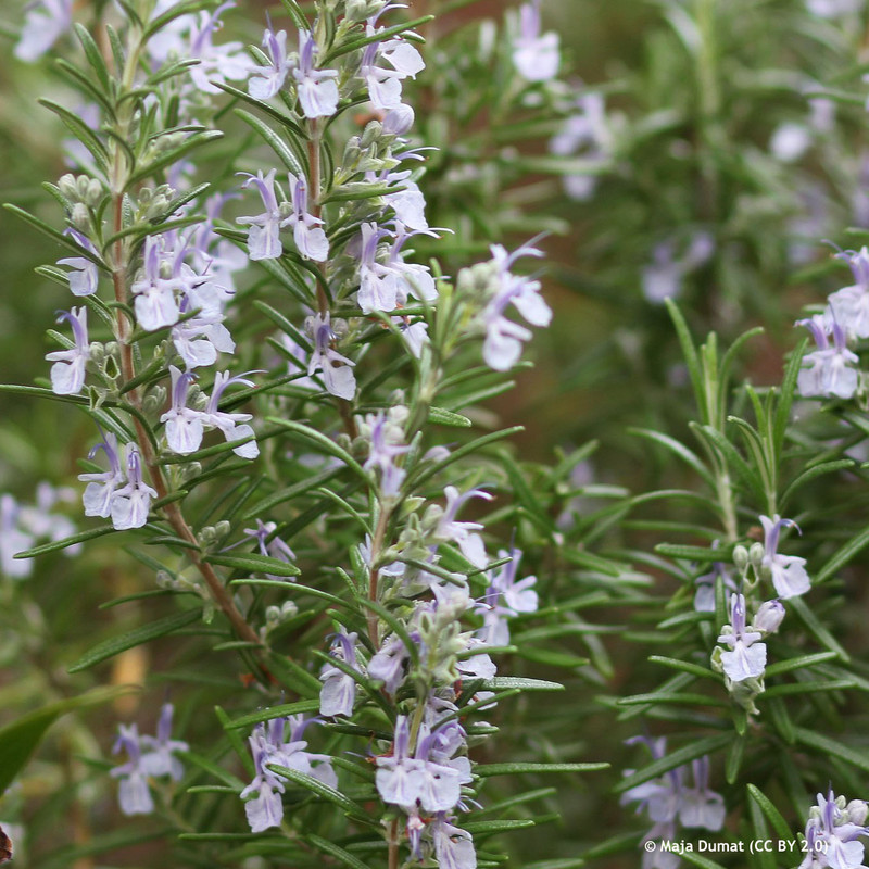 Rosemary (Upright)