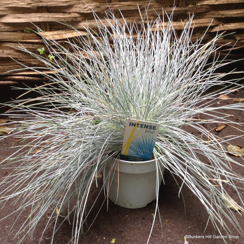 Festuca glauca 'Intense Blue' (Medium)