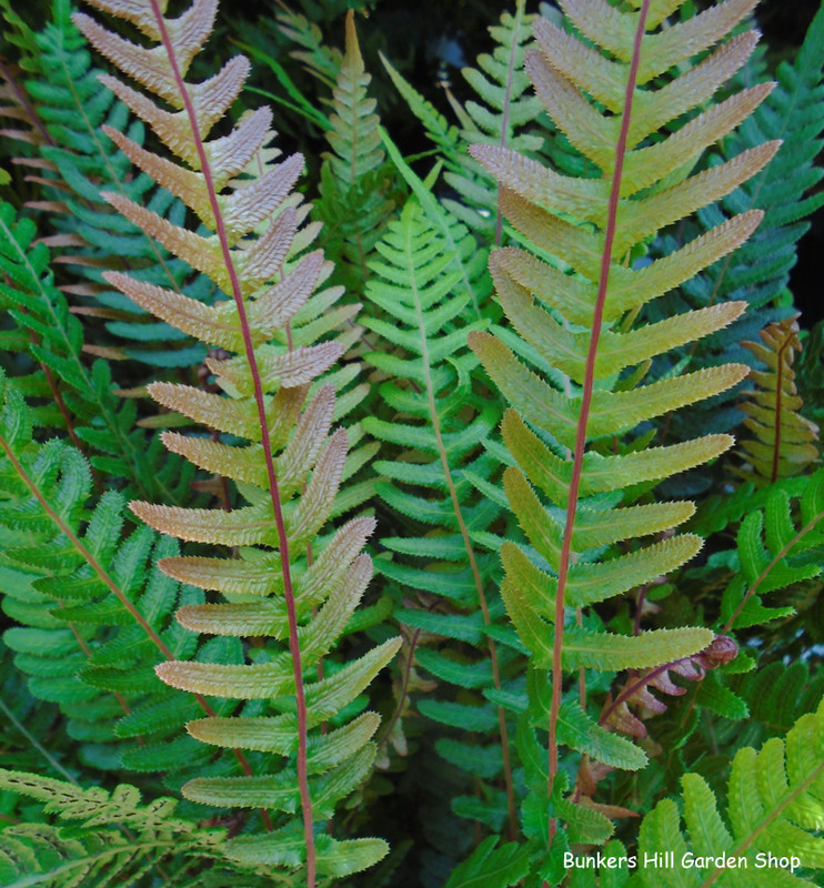 Doodia Media (fern) (S)