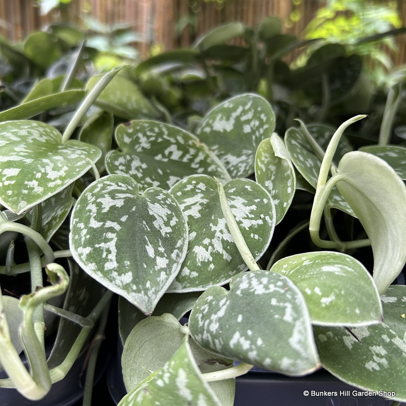 Scindapsus (Satin pothos)