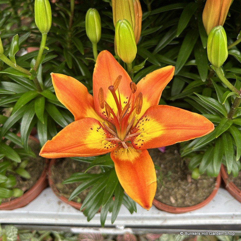 Lily - orange sunrise