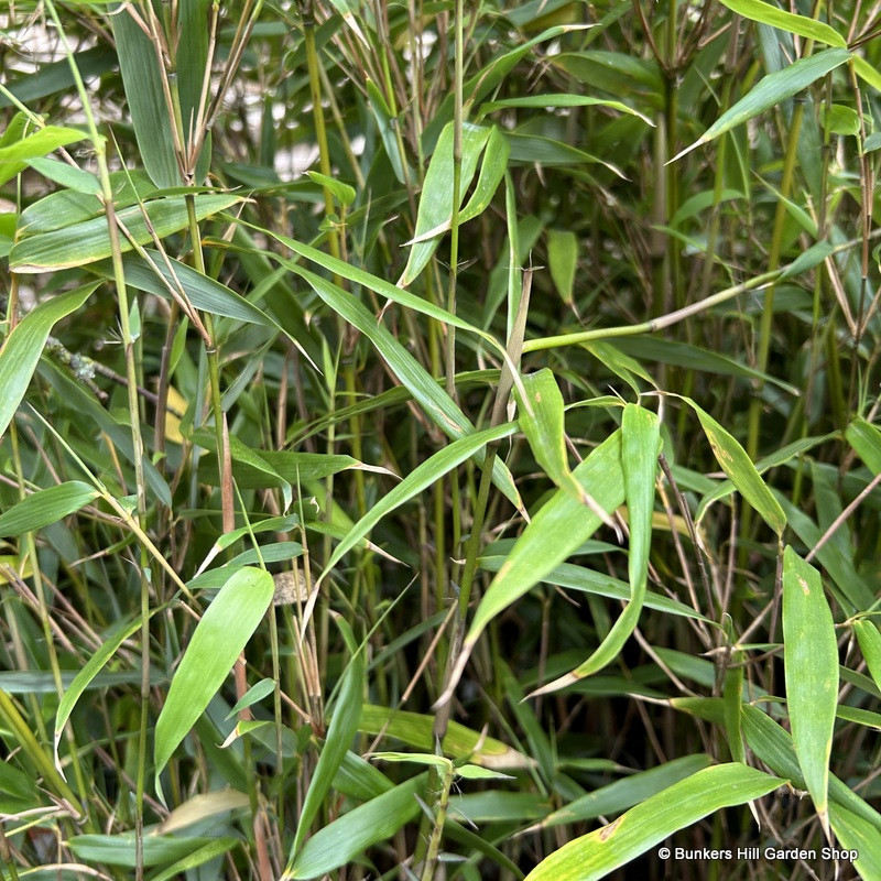 Fargesia 'Rufa'  (bamboo)
