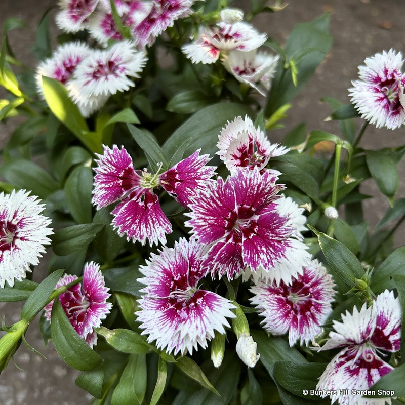 Dianthus - pack of 6