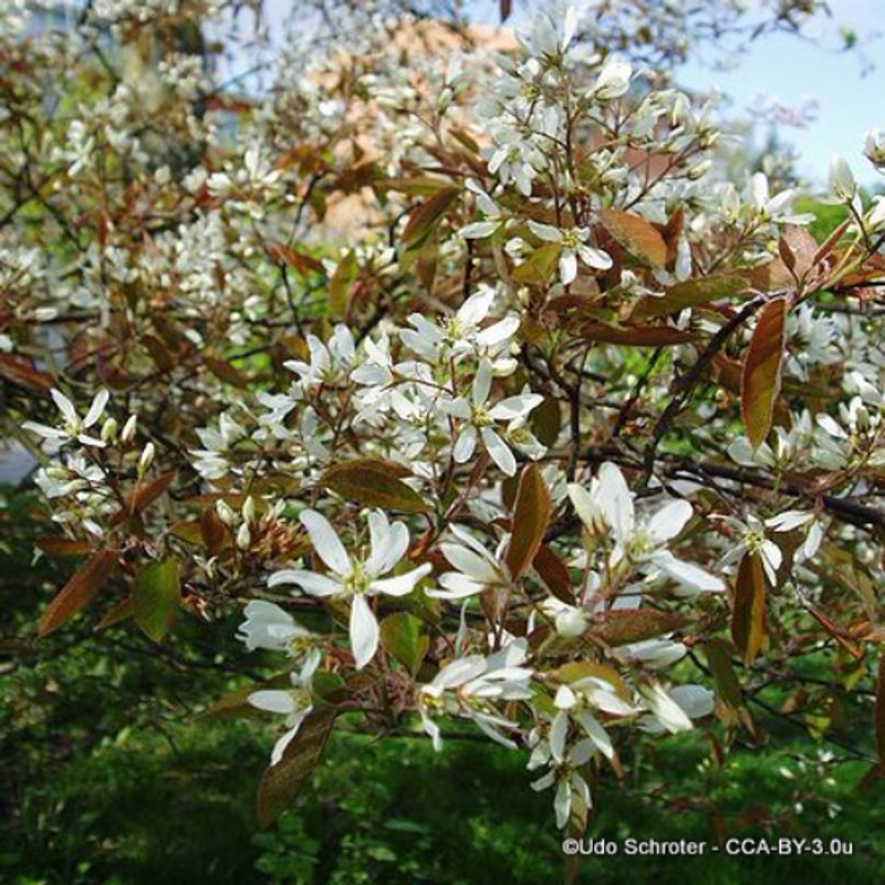 Amelanchier lamarkii 125-150cm (multi-stem) 45ltr