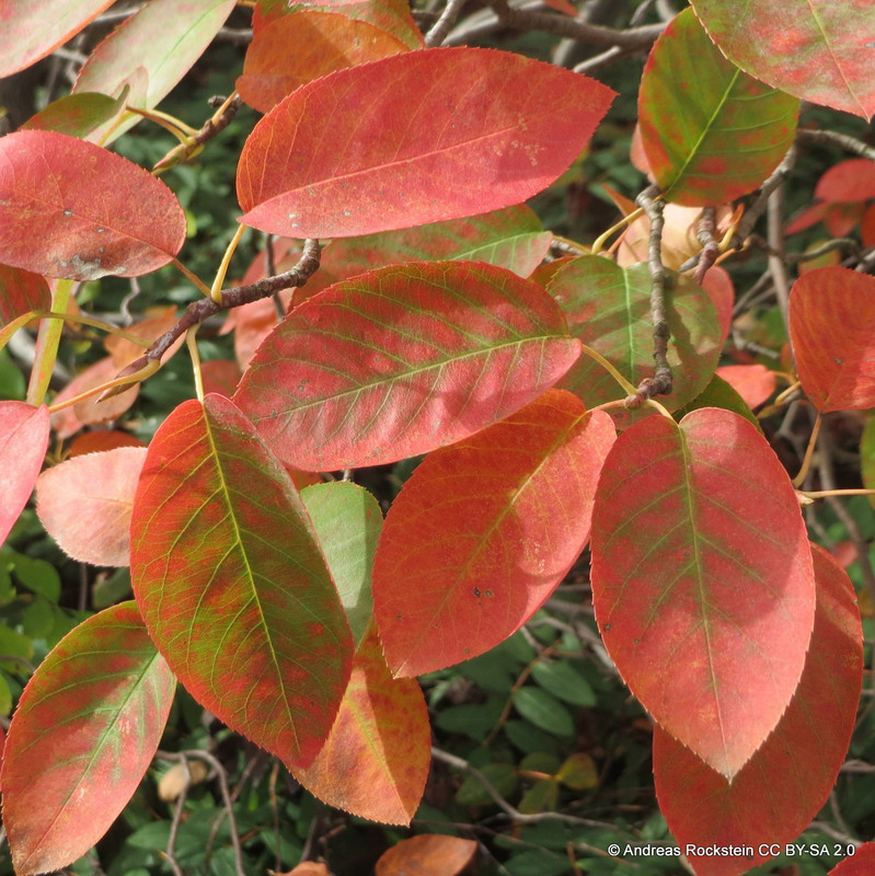 Amelanchier lamarkii 150-175cm (multi-stem)