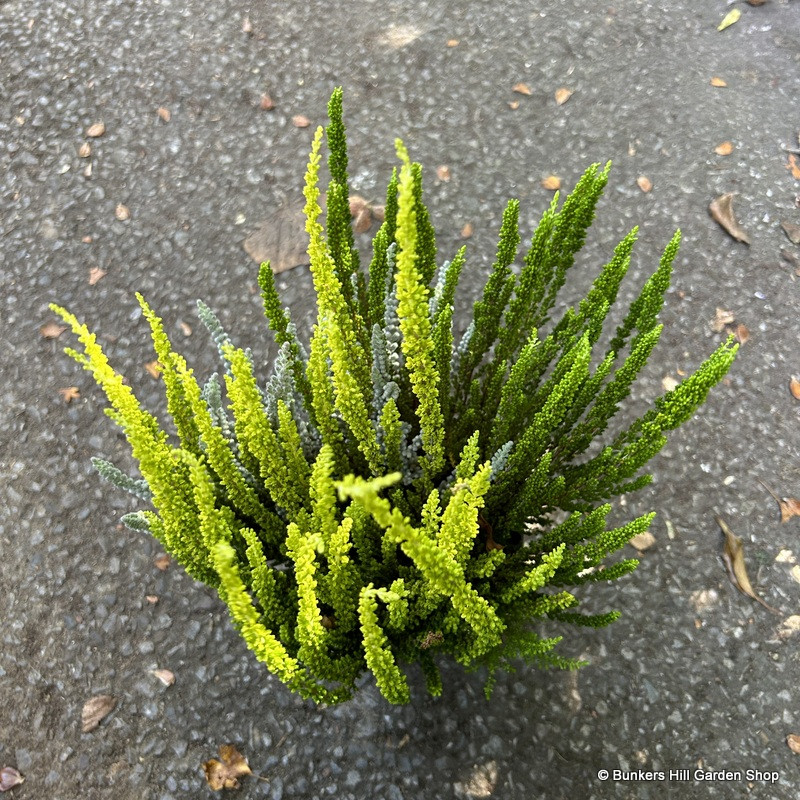 Calluna 'Sunset Trio'