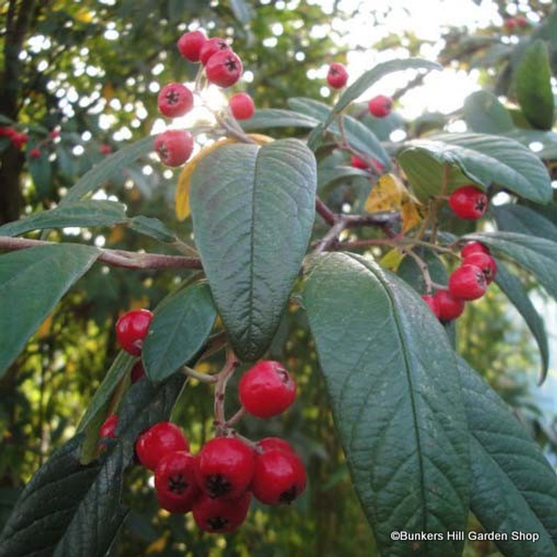 Cotoneaster Cornubia