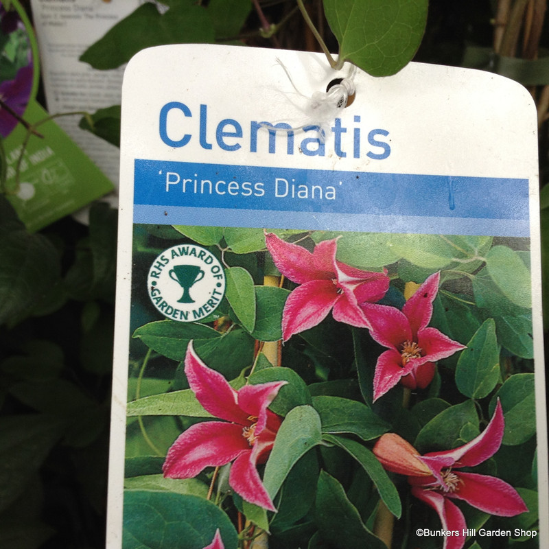 Clematis 'Princess Diana' 1.5ltr deep